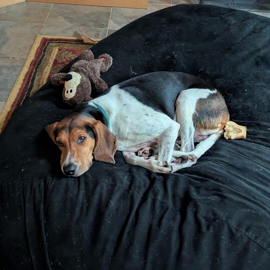 Enlarge Jamie, a Adoptable Treeing Walker Coonhound in Terrace Park, OH image 6/6