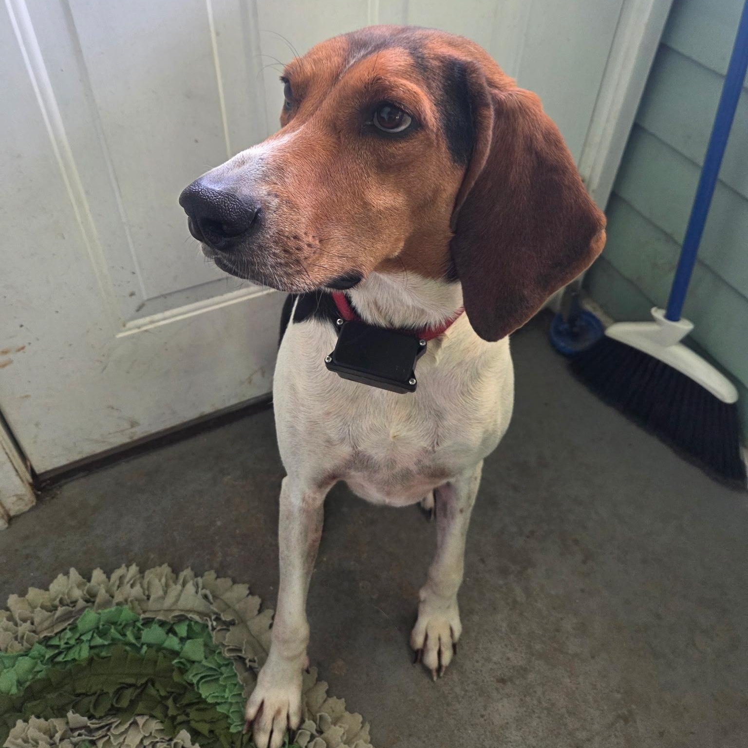 Enlarge Jamie, a Adoptable Treeing Walker Coonhound in Terrace Park, OH image 2/6