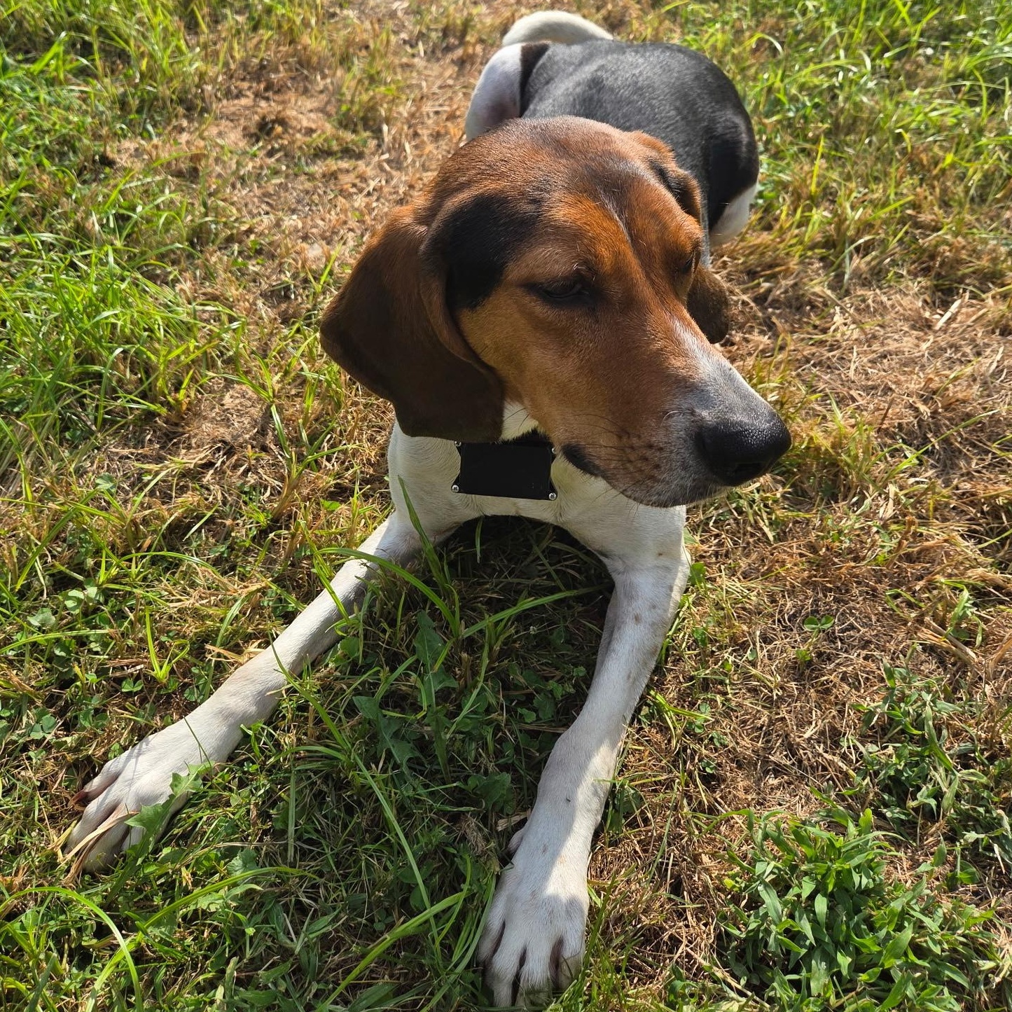 Enlarge Jamie, a Adoptable Treeing Walker Coonhound in Terrace Park, OH image 1/6