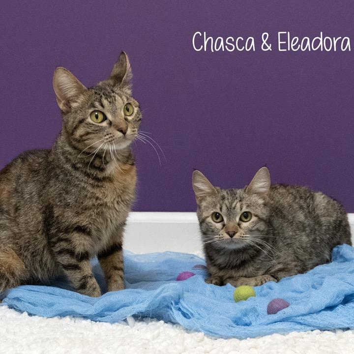 Enlarge Chasca, a Adoptable Domestic Short Hair in Pekin, IL image 1/6