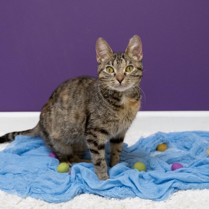 Enlarge Chasca, a Adoptable Domestic Short Hair in Pekin, IL image 2/6