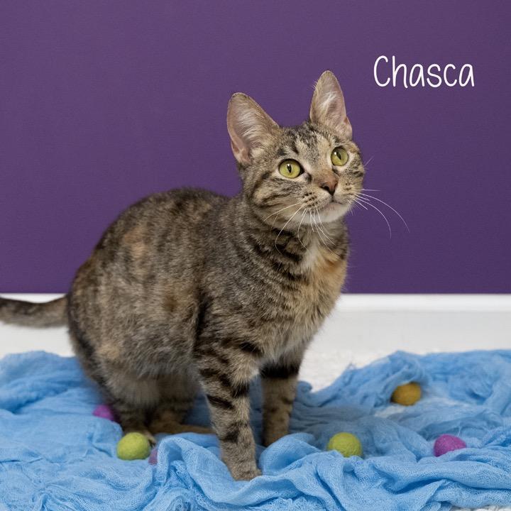 Enlarge Chasca, a Adoptable Domestic Short Hair in Pekin, IL image 3/6