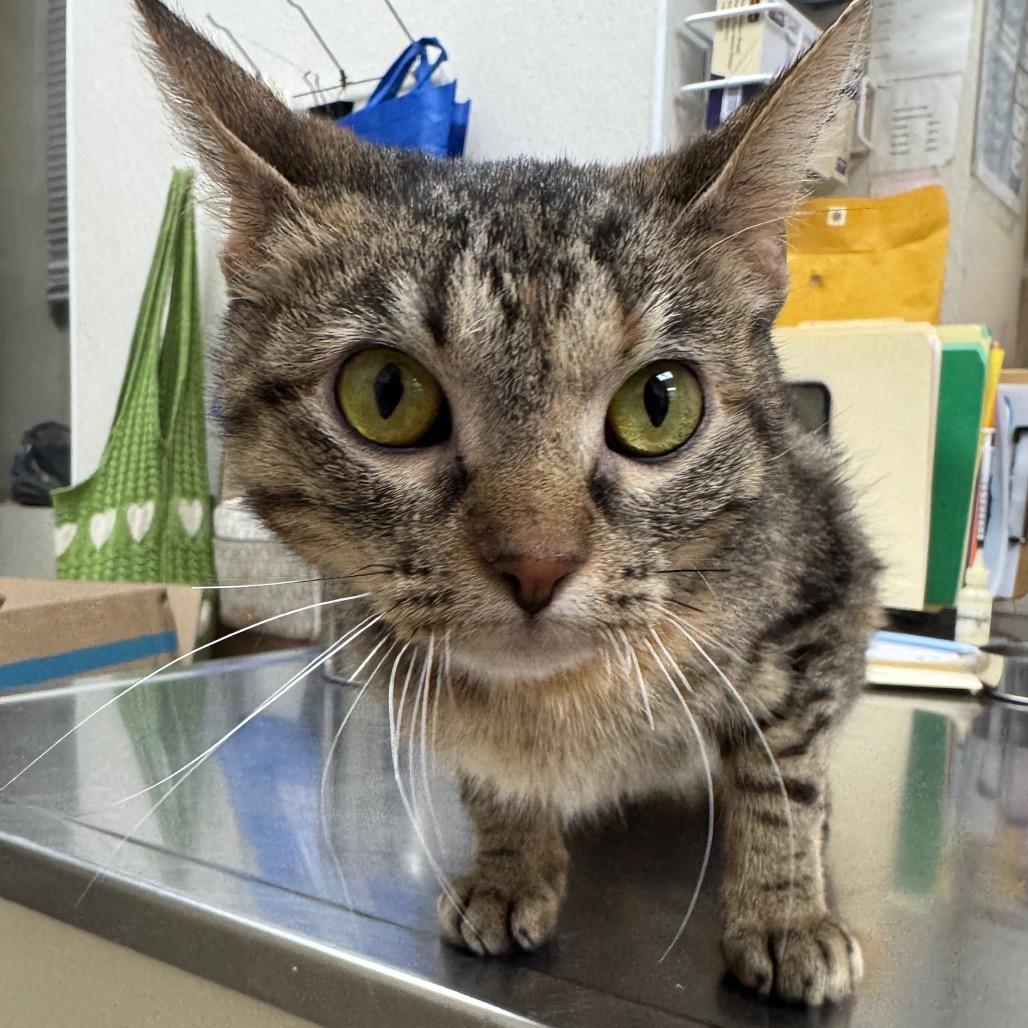 Enlarge Chasca, a Adoptable Domestic Short Hair in Pekin, IL image 4/6