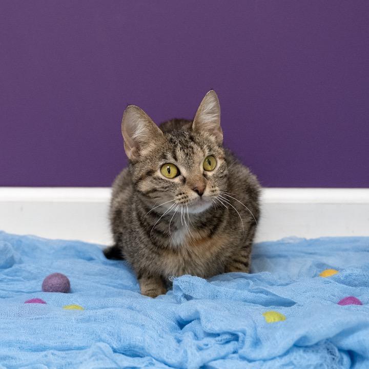 Enlarge Chasca, a Adoptable Domestic Short Hair in Pekin, IL image 5/6
