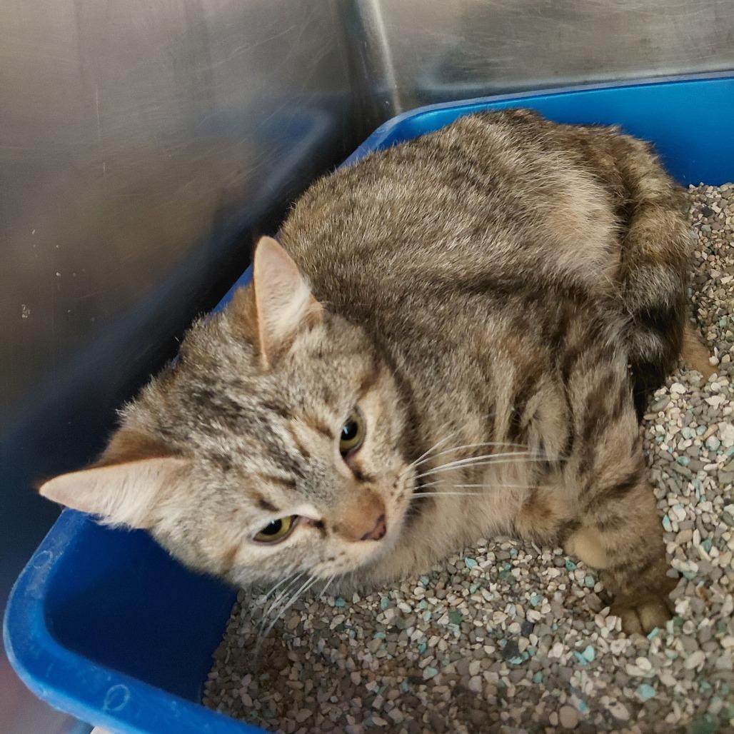 Enlarge Chasca, a Adoptable Domestic Short Hair in Pekin, IL image 6/6