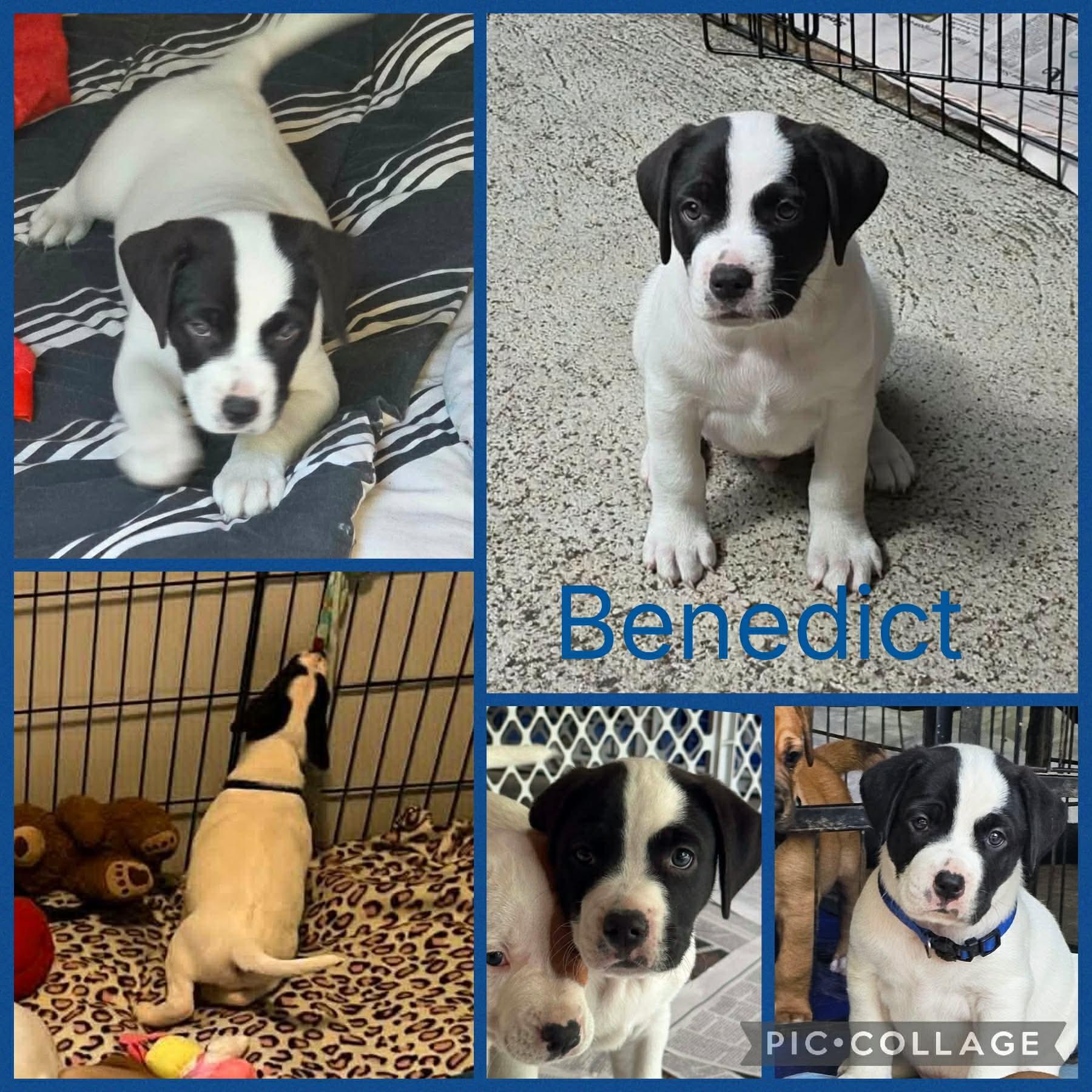 Benedict, adopted, Puppy Male Hound & Labrador Retriever.