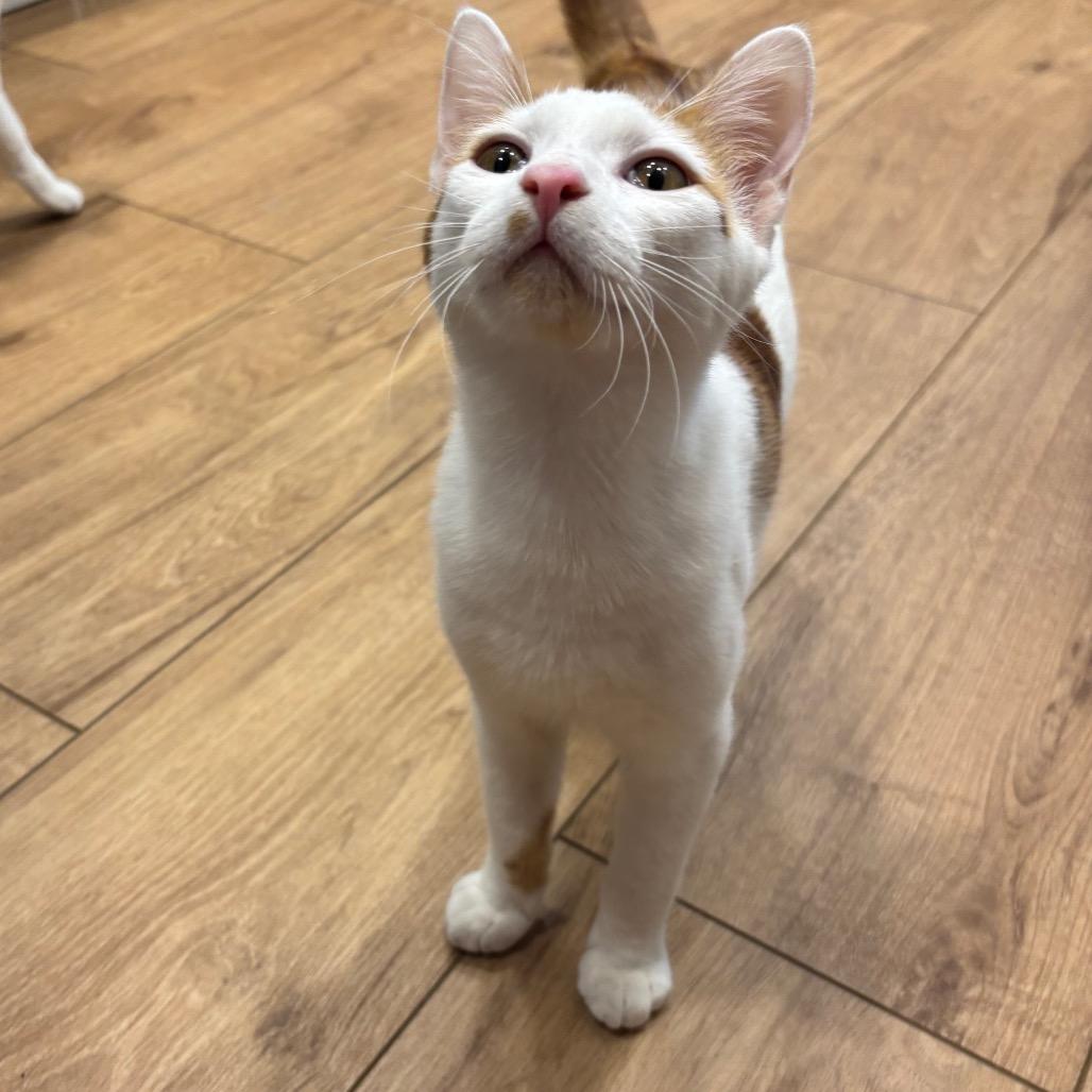 Murphy, Adoptable, Young Male Domestic Short Hair.