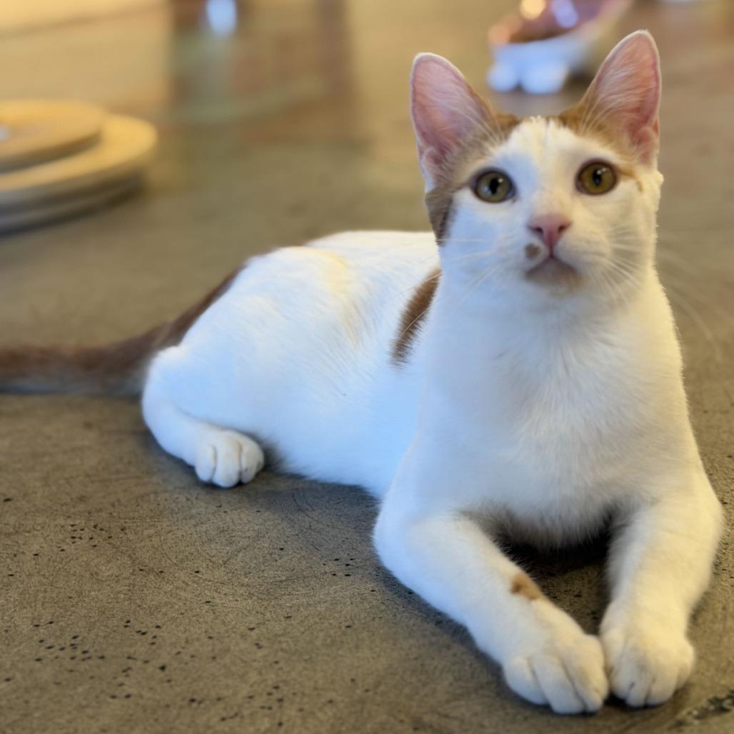 Enlarge Murphy, a Adoptable Domestic Short Hair in Costa Mesa, CA image 2/3
