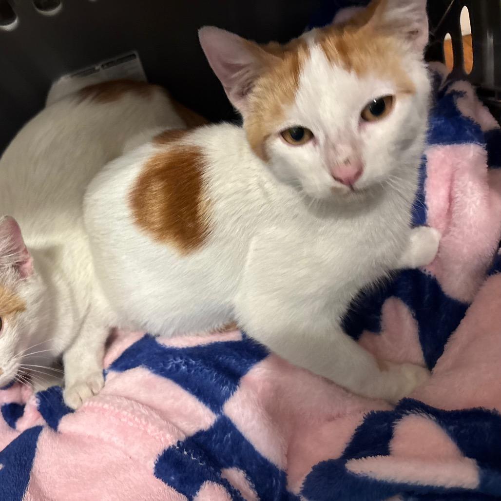 Enlarge Murphy, a Adoptable Domestic Short Hair in Costa Mesa, CA image 2/2