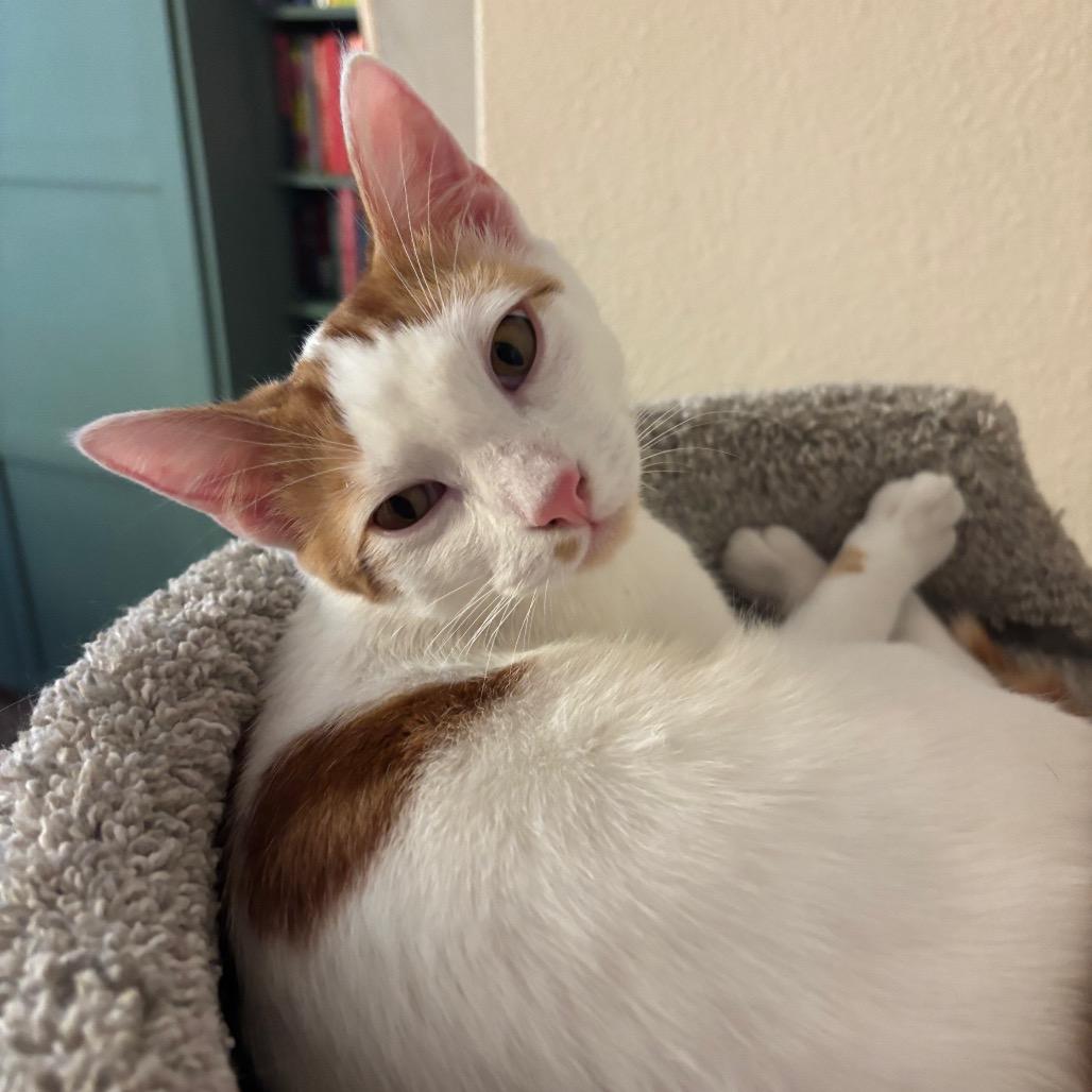 Enlarge Murphy, a Adoptable Domestic Short Hair in Costa Mesa, CA image 4/6