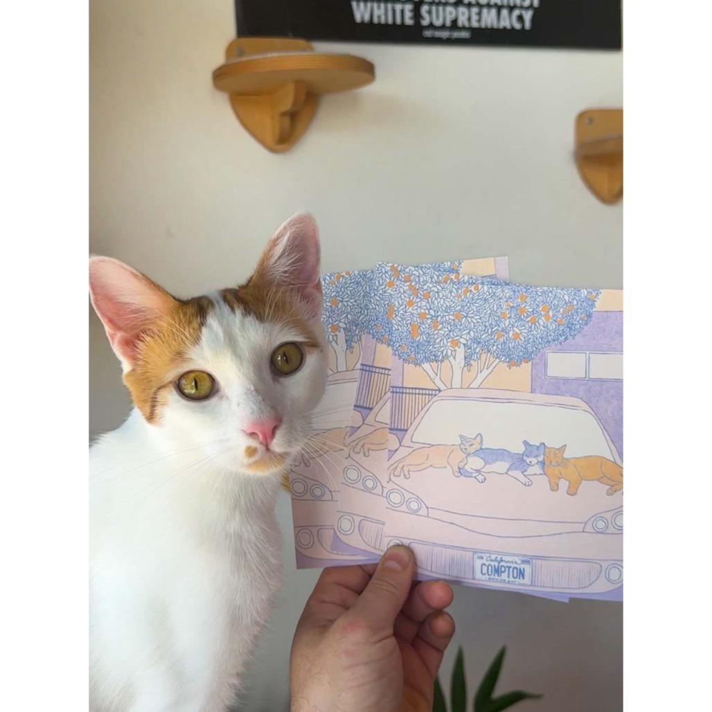 Enlarge Murphy, a Adoptable Domestic Short Hair in Costa Mesa, CA image 3/6