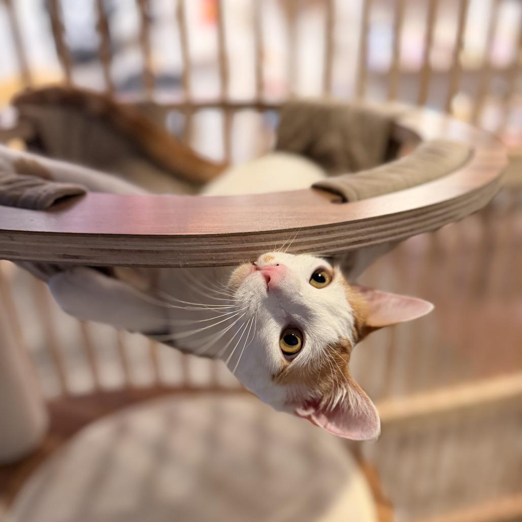 Enlarge Murphy, a Adoptable Domestic Short Hair in Costa Mesa, CA image 3/3