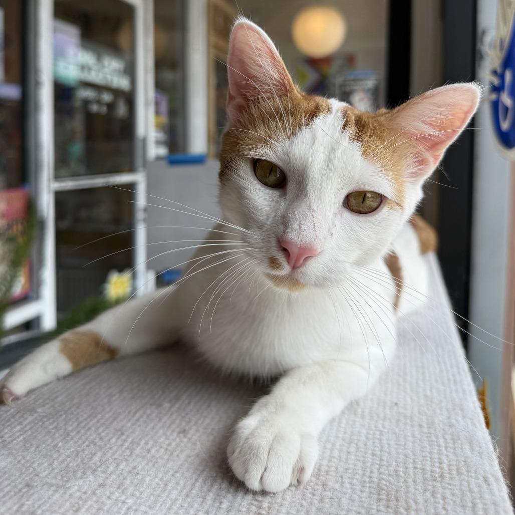 Enlarge Murphy, a Adoptable Domestic Short Hair in Costa Mesa, CA image 6/6