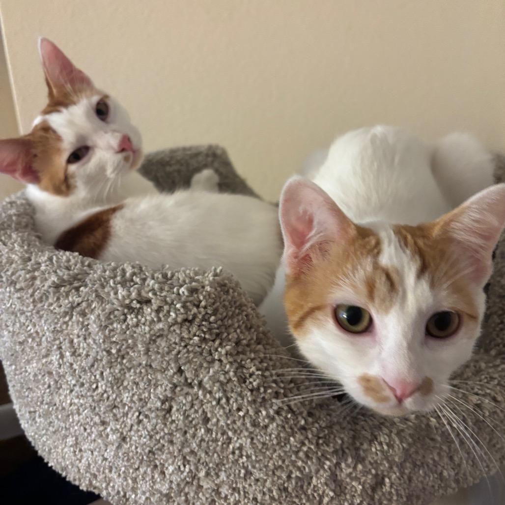Enlarge Murphy, a Adoptable Domestic Short Hair in Costa Mesa, CA image 6/6