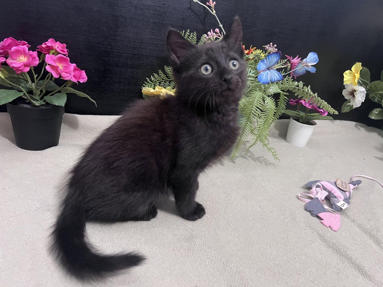 Mordecai, Adopted, Kitten Male Domestic Short Hair.