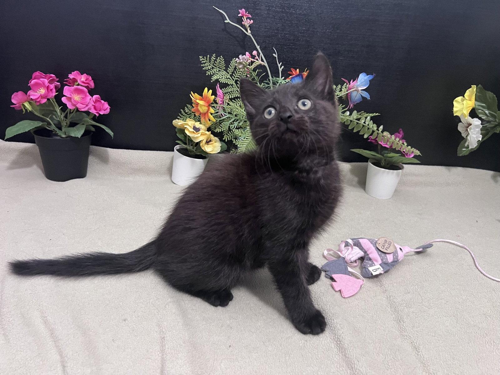 Enlarge Mordecai, a Adopted Domestic Short Hair in Fayetteville, GA image 2/3