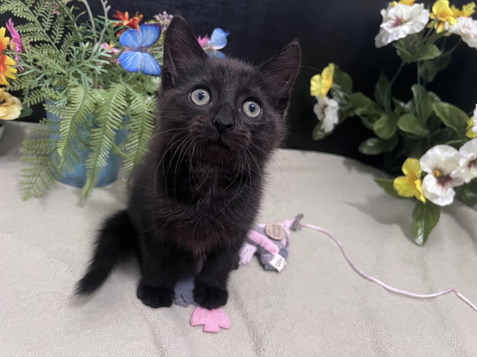 Enlarge Mordecai, a Adopted Domestic Short Hair in Fayetteville, GA image 3/3