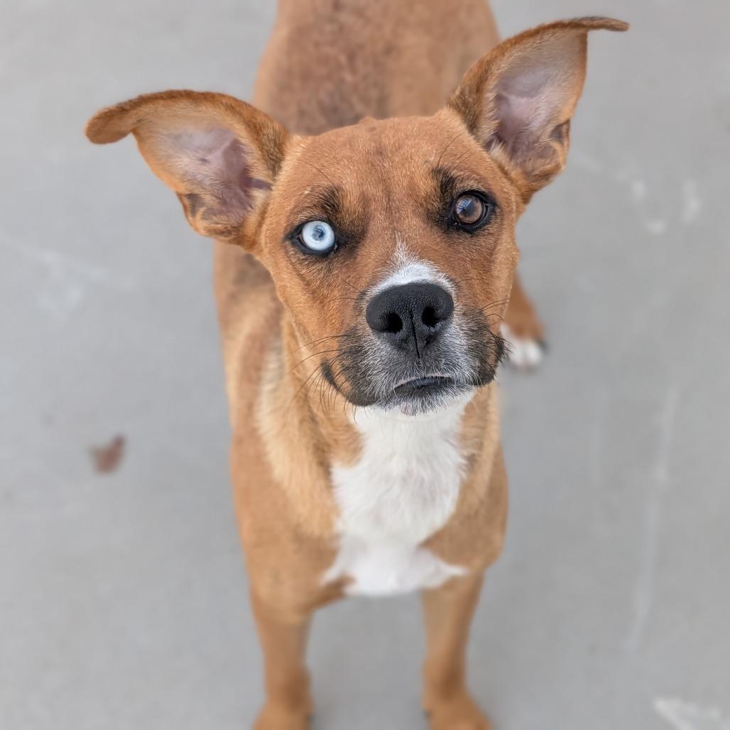 Enlarge Gucci, a Adoptable mixed breed in Fenton, MI image 2/2