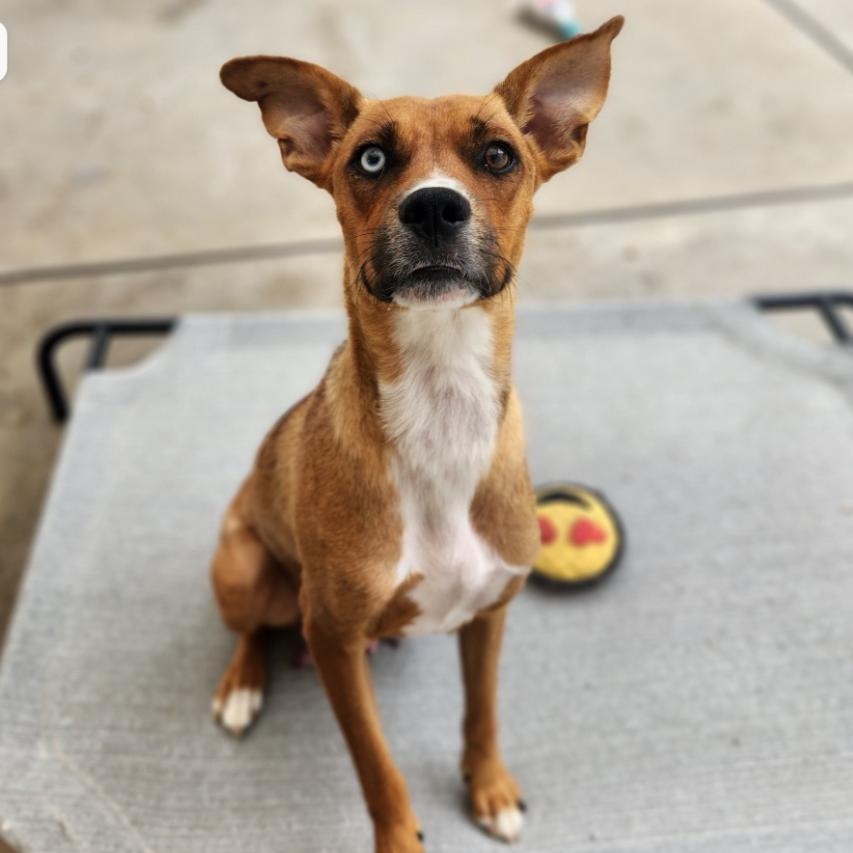 Enlarge Gucci, a Adoptable mixed breed in Fenton, MI image 1/2