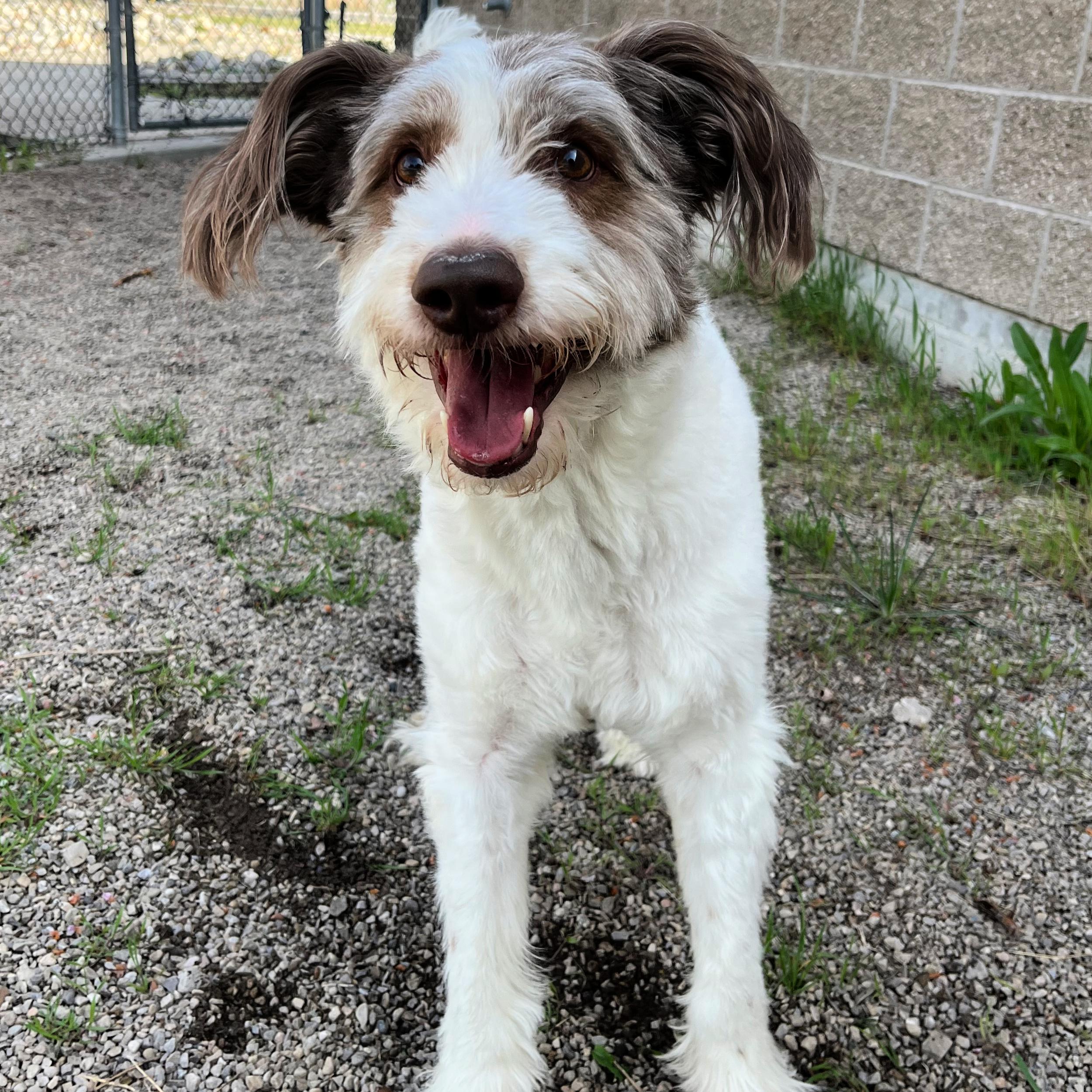 McQueen, an adopted mixed breed in Lindon, UT image 4/5