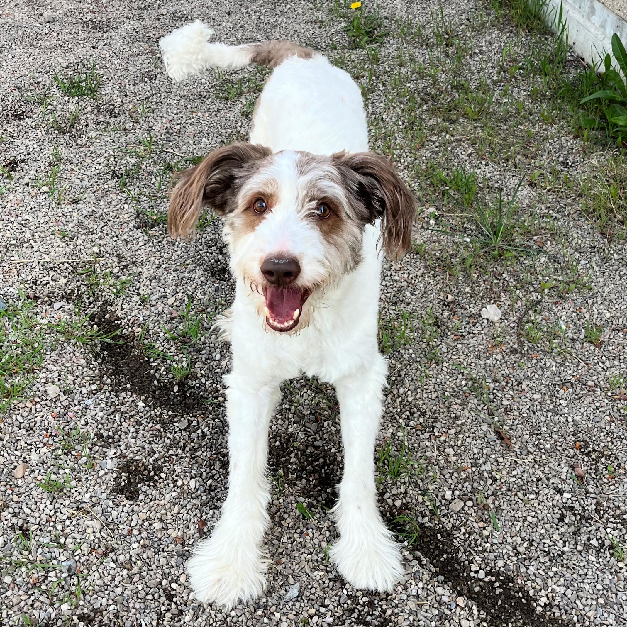 McQueen, an adopted mixed breed in Lindon, UT image 2/5