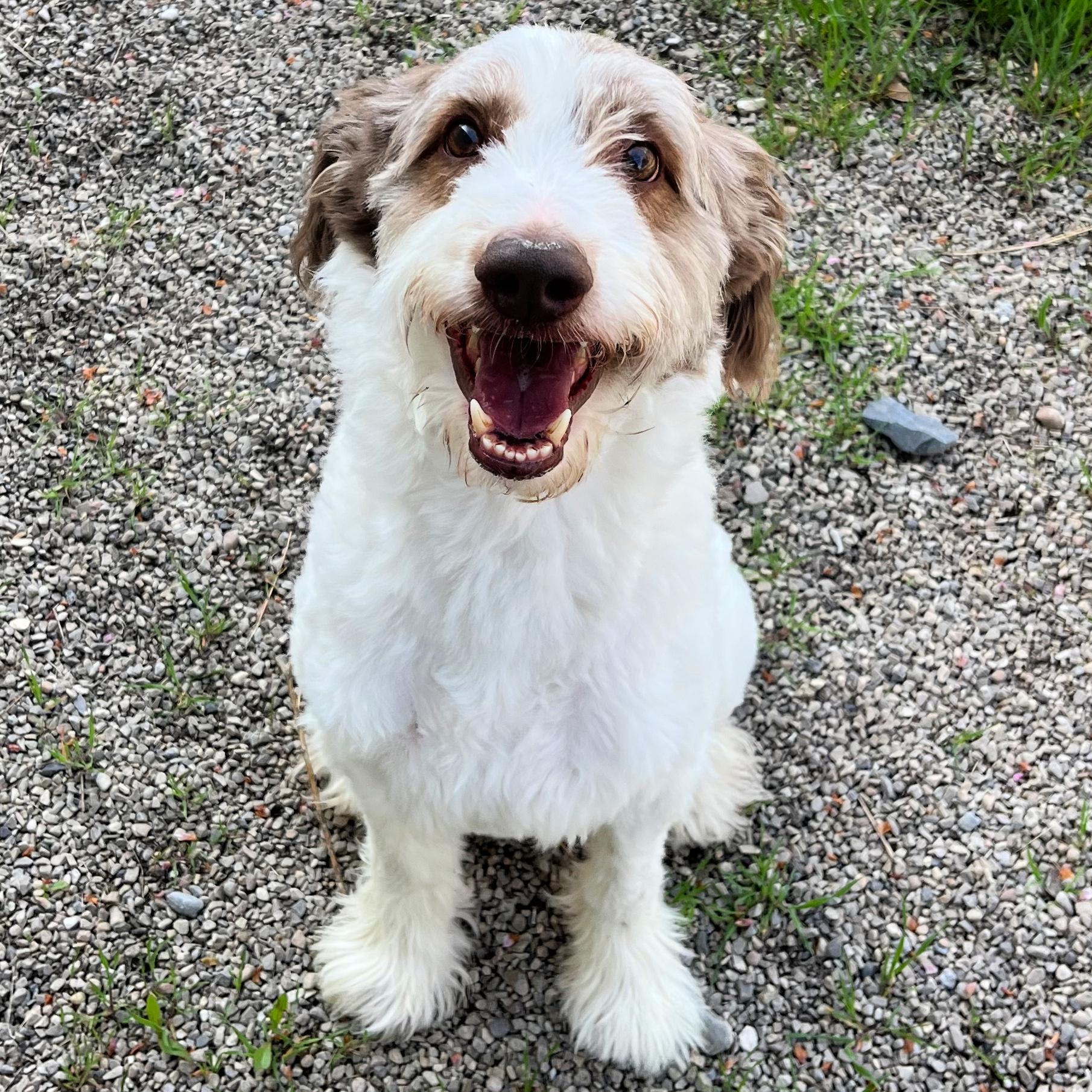 McQueen, an adopted mixed breed in Lindon, UT image 3/5