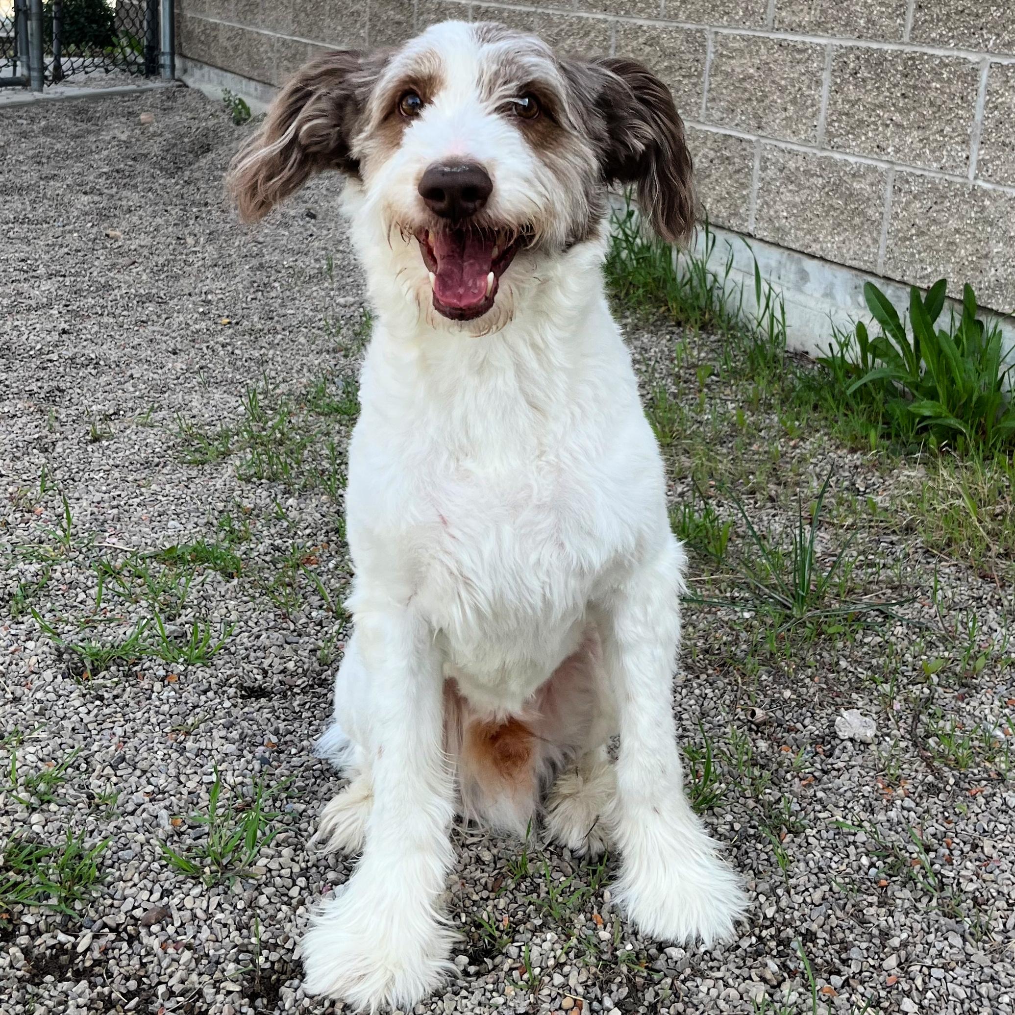 McQueen, an adopted mixed breed in Lindon, UT image 1/5