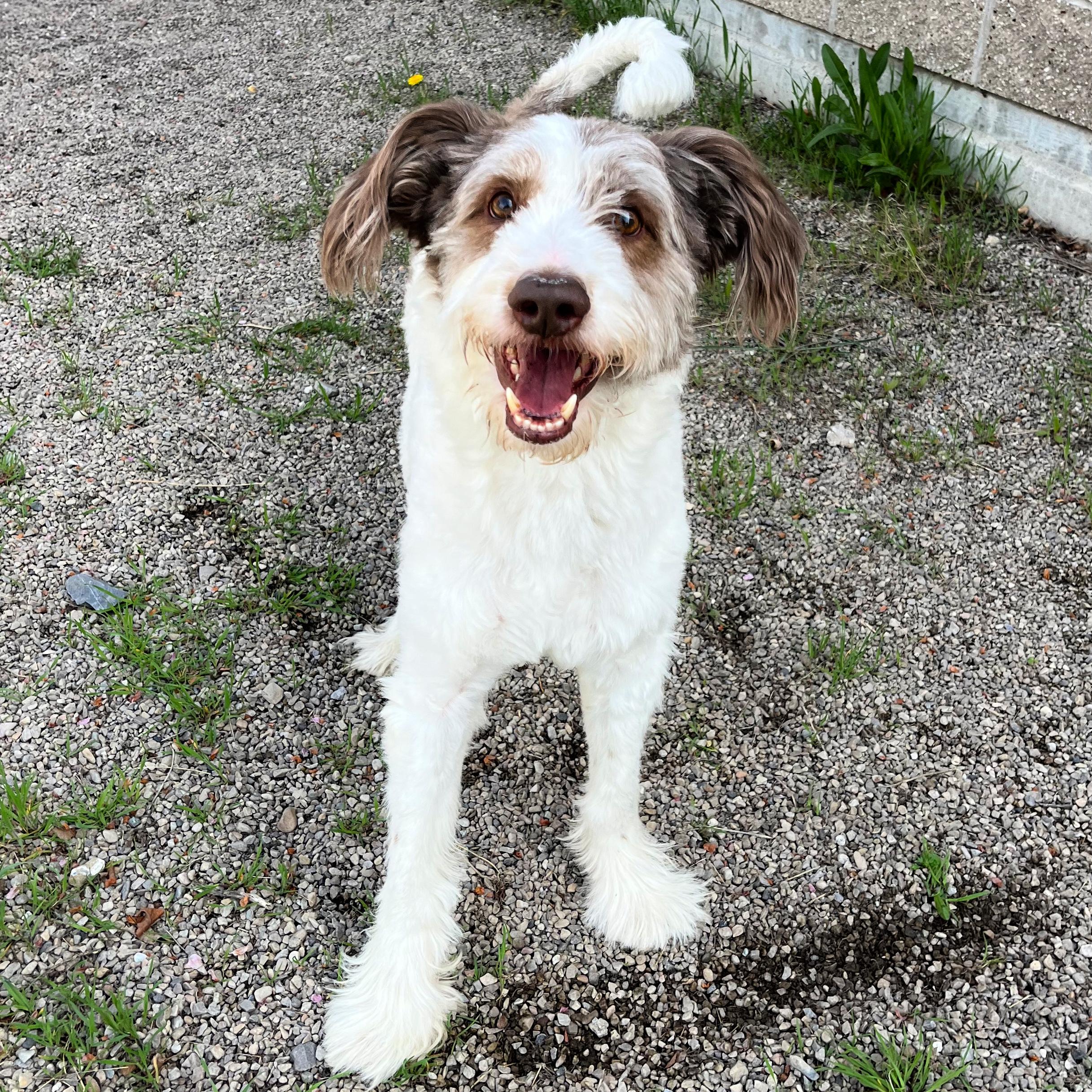 McQueen, an adopted mixed breed in Lindon, UT image 5/5