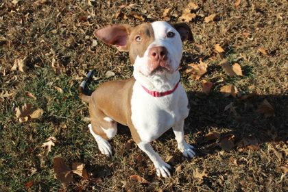Rita, Adoptable, Adult Female Pit Bull Terrier & Mixed Breed.