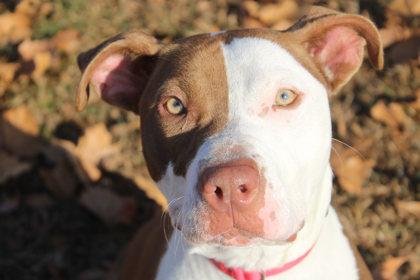 Rita, a Adoptable mixed breed in Kansas City, MO image 2/3