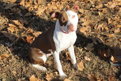 Rita, a Adoptable mixed breed in Kansas City, MO image 3/3