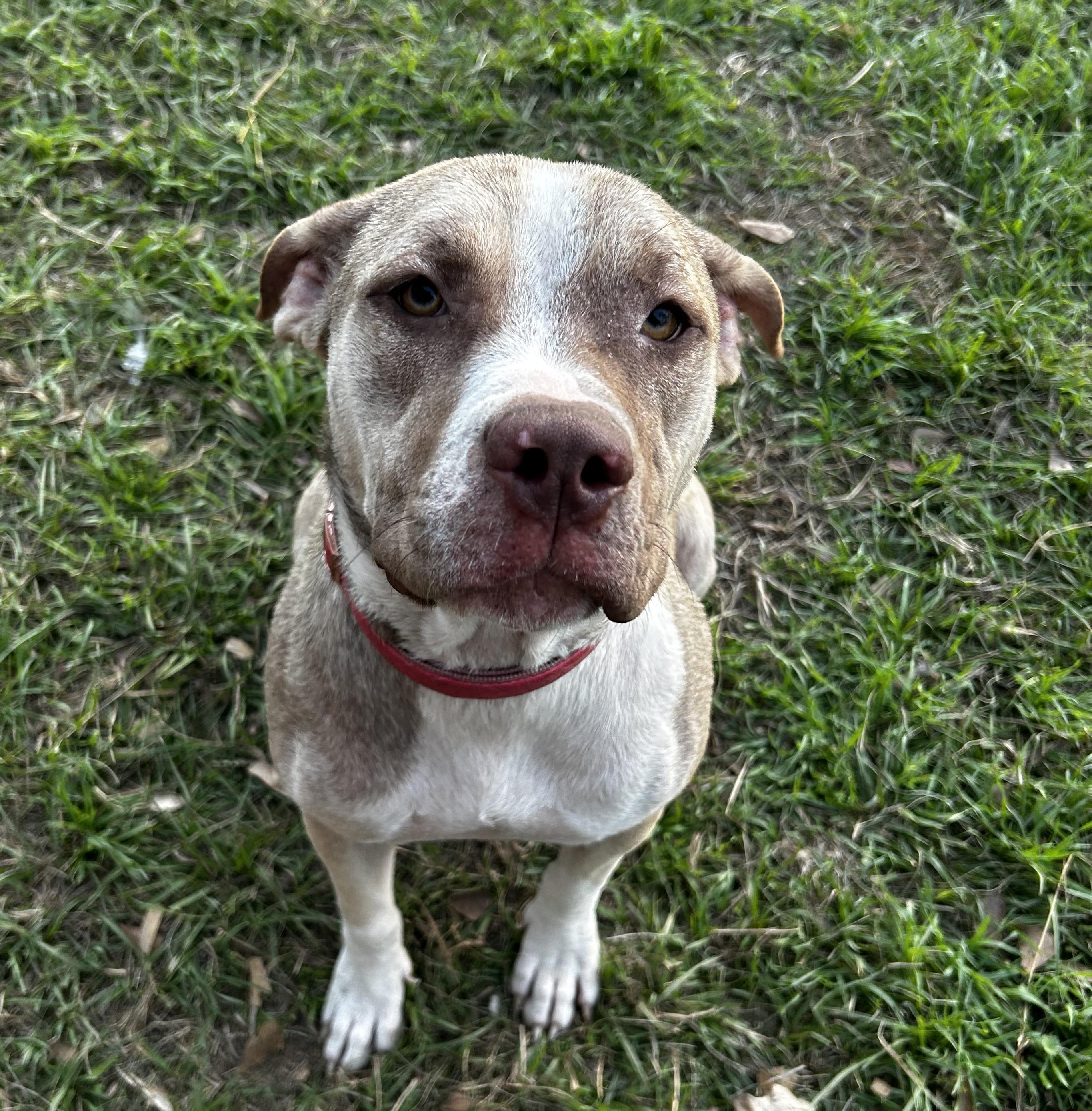 Billie — thumbnail 5