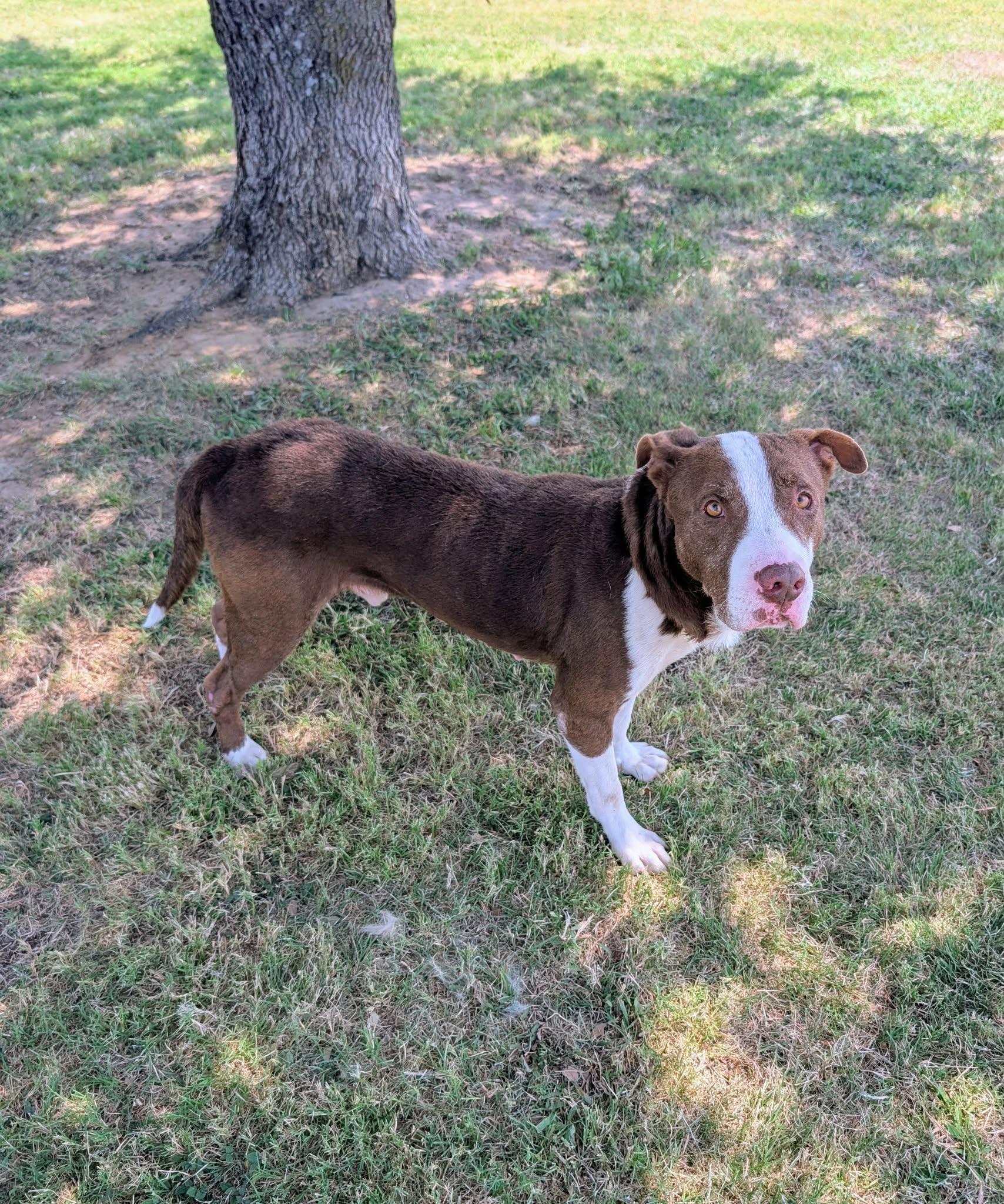Enlarge Rusty, a Adoptable mixed breed in Cleburne, TX image 2/2