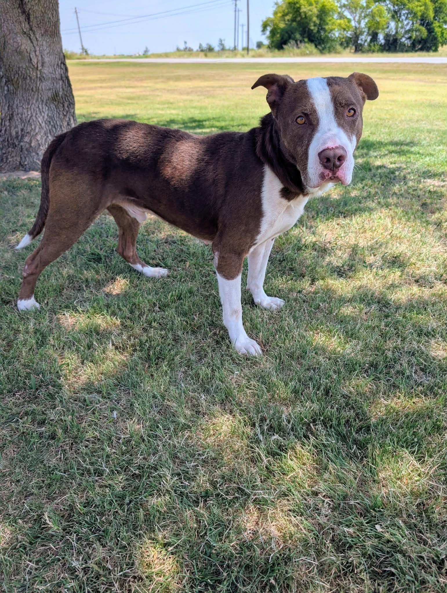 Enlarge Rusty, a Adoptable mixed breed in Cleburne, TX image 1/2