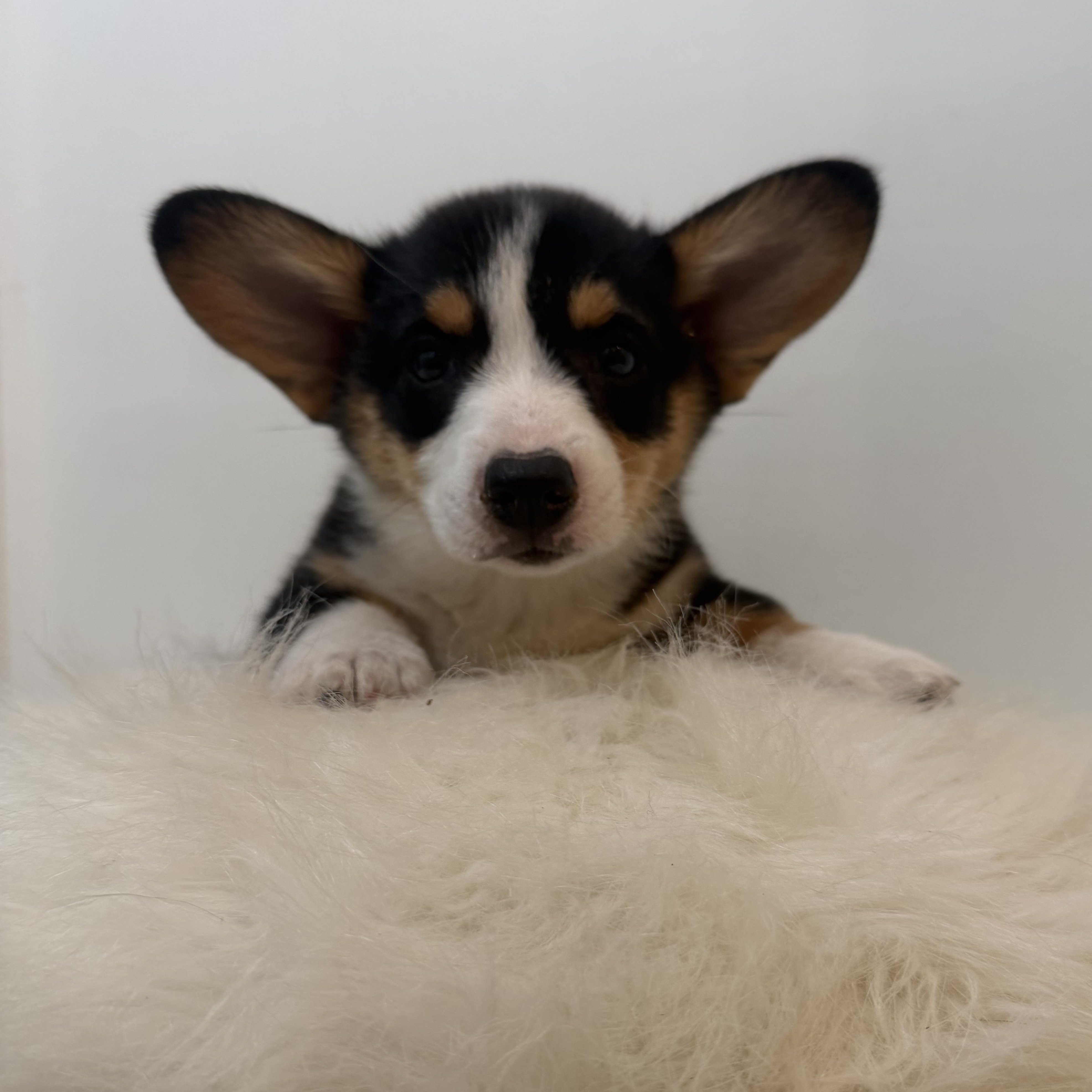 DoLittle, a ADOPTABLE Corgi in Wrightstown, NJ image 2/4