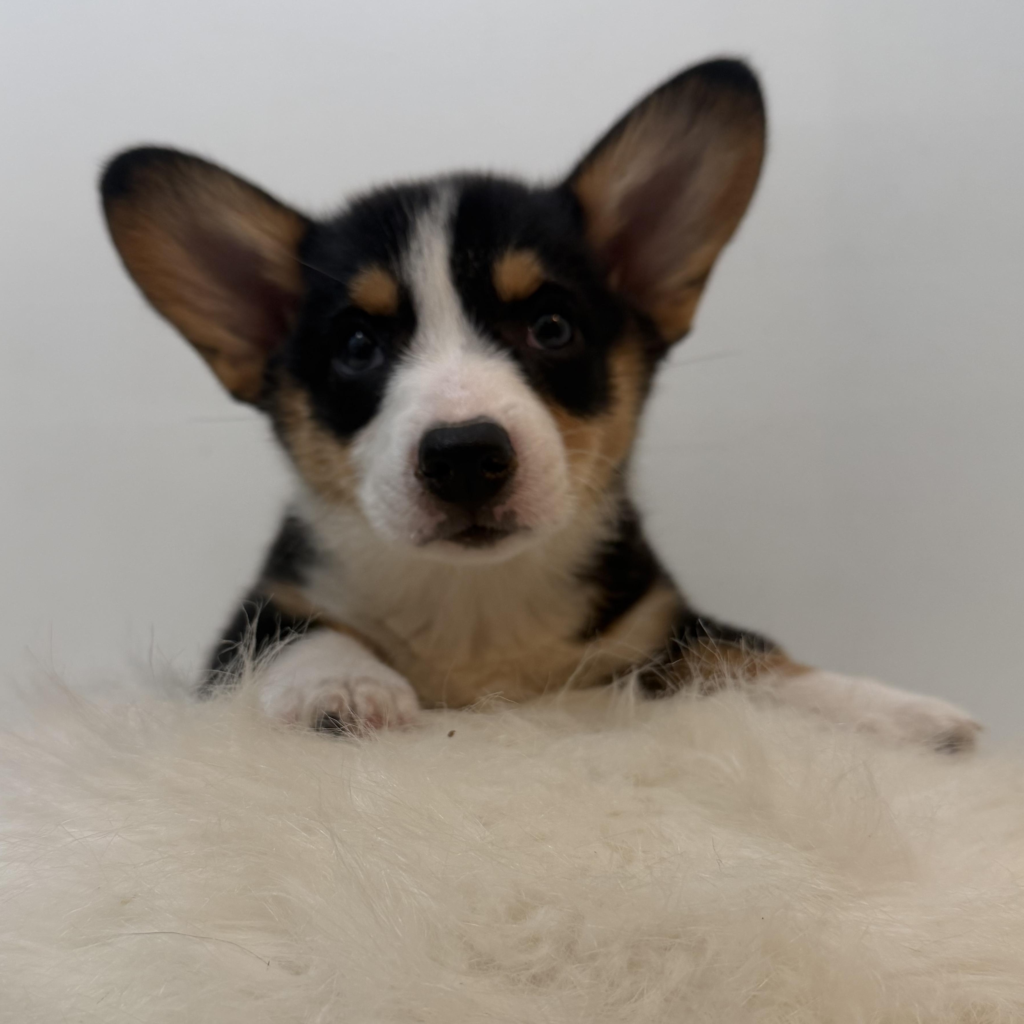 DoLittle, ADOPTABLE, Puppy Male Corgi.