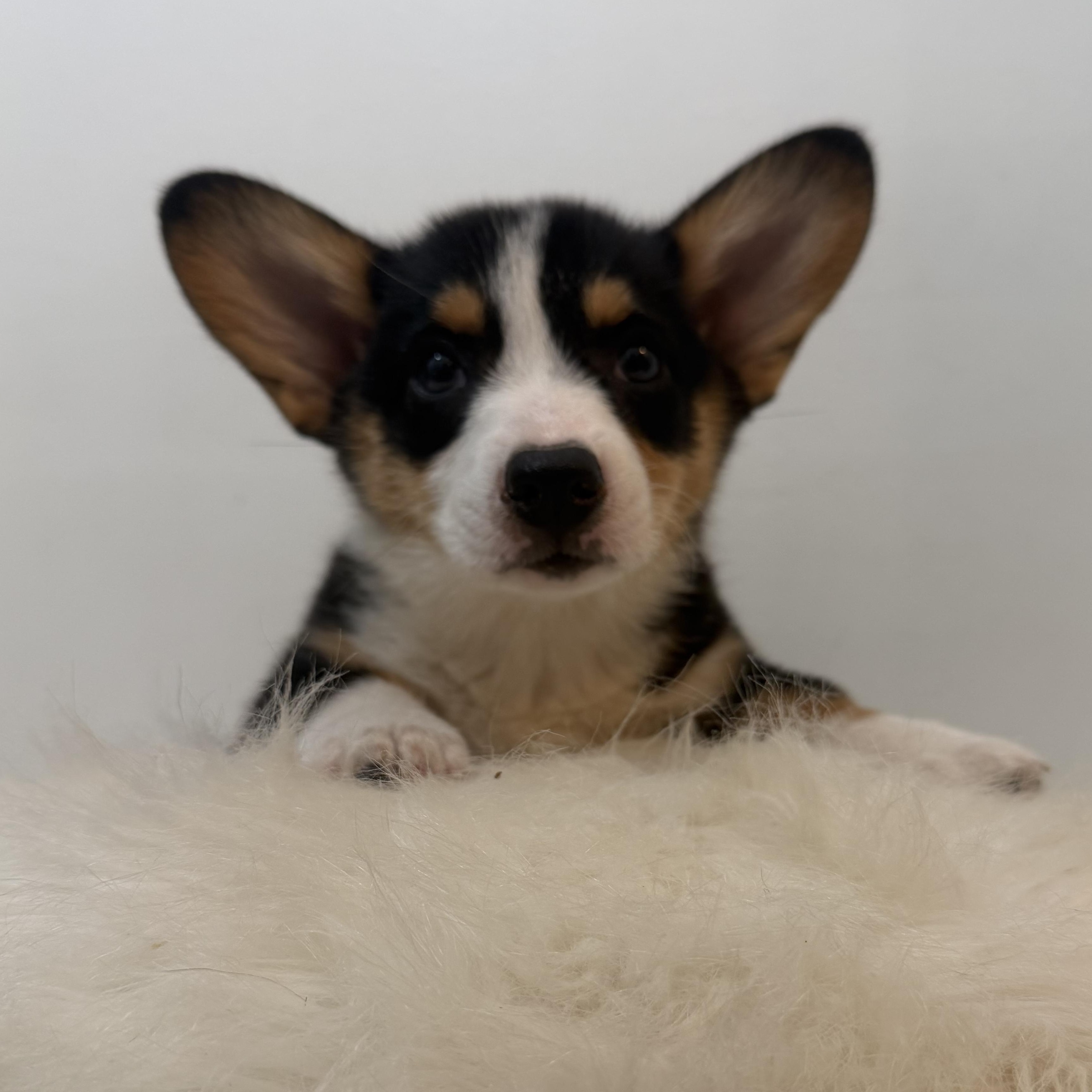 DoLittle, a ADOPTABLE Corgi in Wrightstown, NJ image 4/4