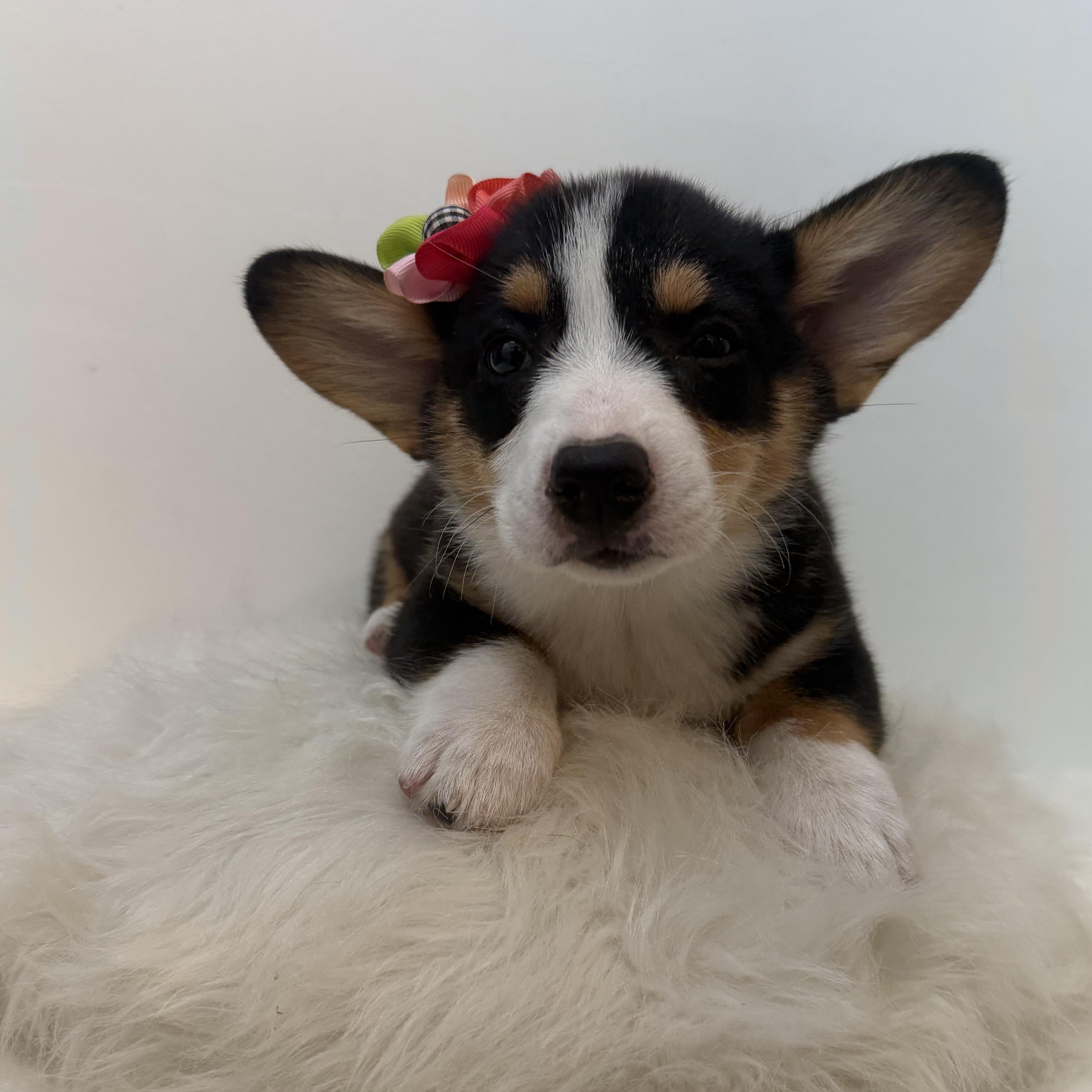 DoLittle, a ADOPTABLE Corgi in Wrightstown, NJ image 3/4