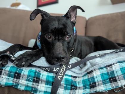 Persephone, Adoptable, Adult Female Pit Bull Terrier & Mixed Breed.