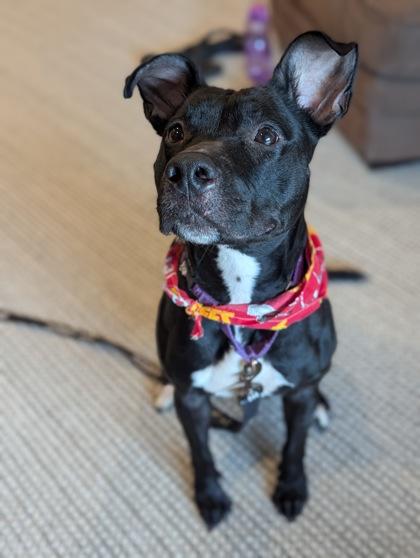 Enlarge Persephone, a Adoptable mixed breed in Kansas City, MO image 2/3