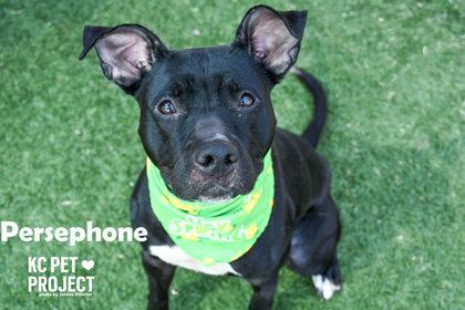 Enlarge Persephone, a Adoptable mixed breed in Kansas City, MO image 3/3