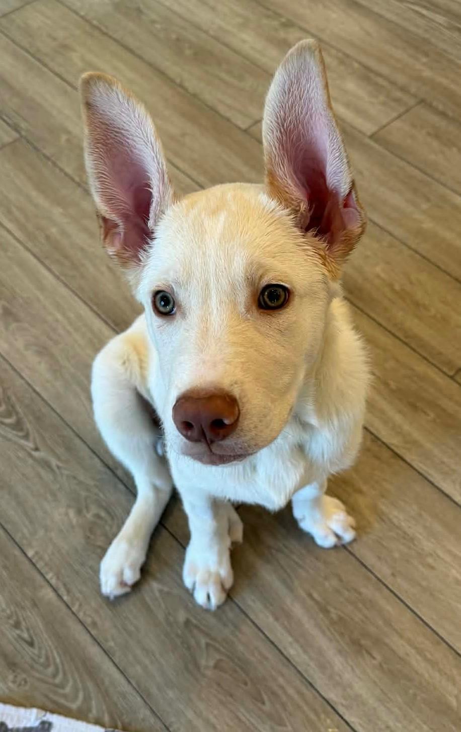 Jigsy, adoptable, Puppy Male Husky & Mixed Breed.