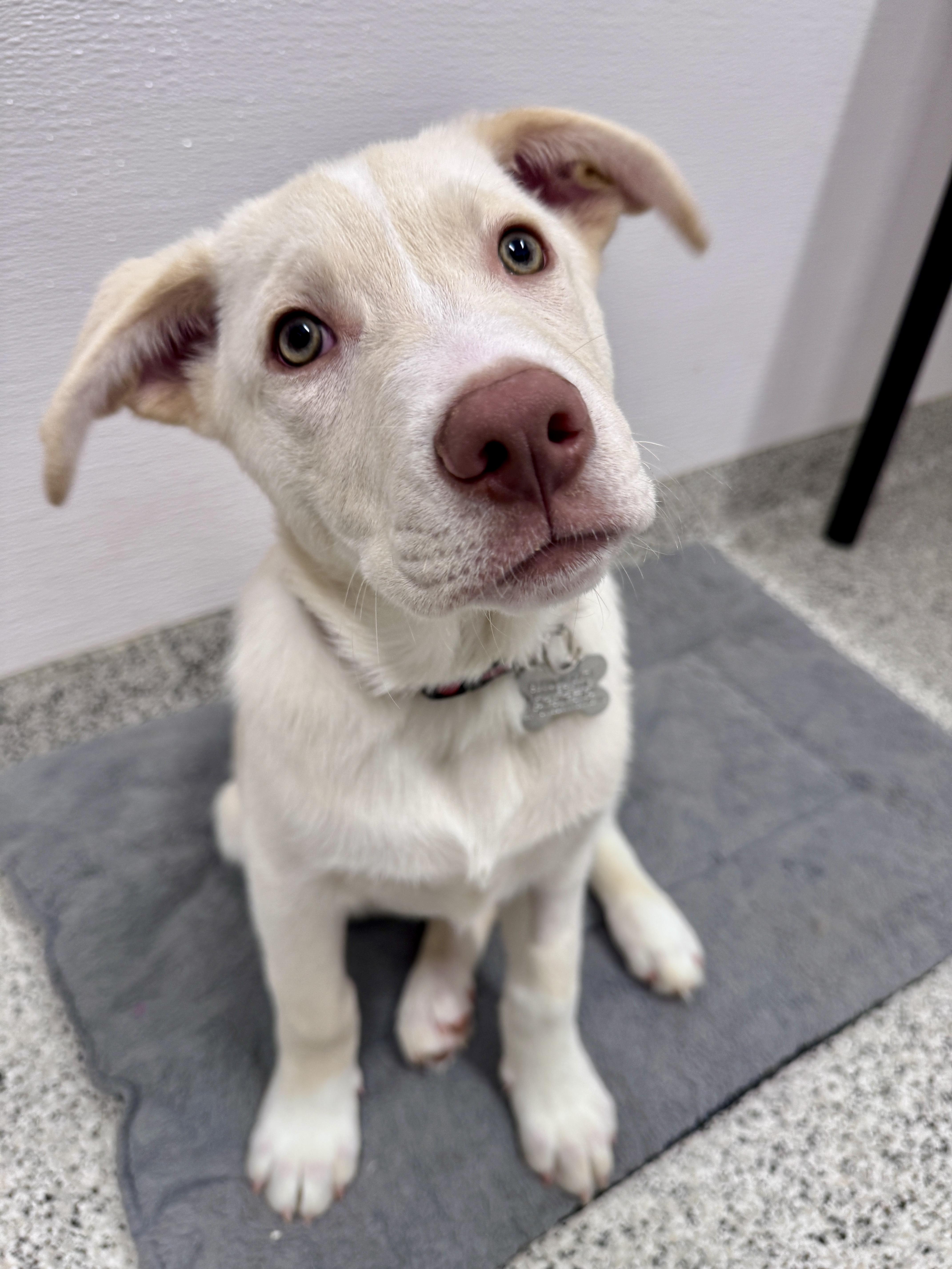 Enlarge Jigsy, an adoptable mixed breed in Palatine, IL image 4/6