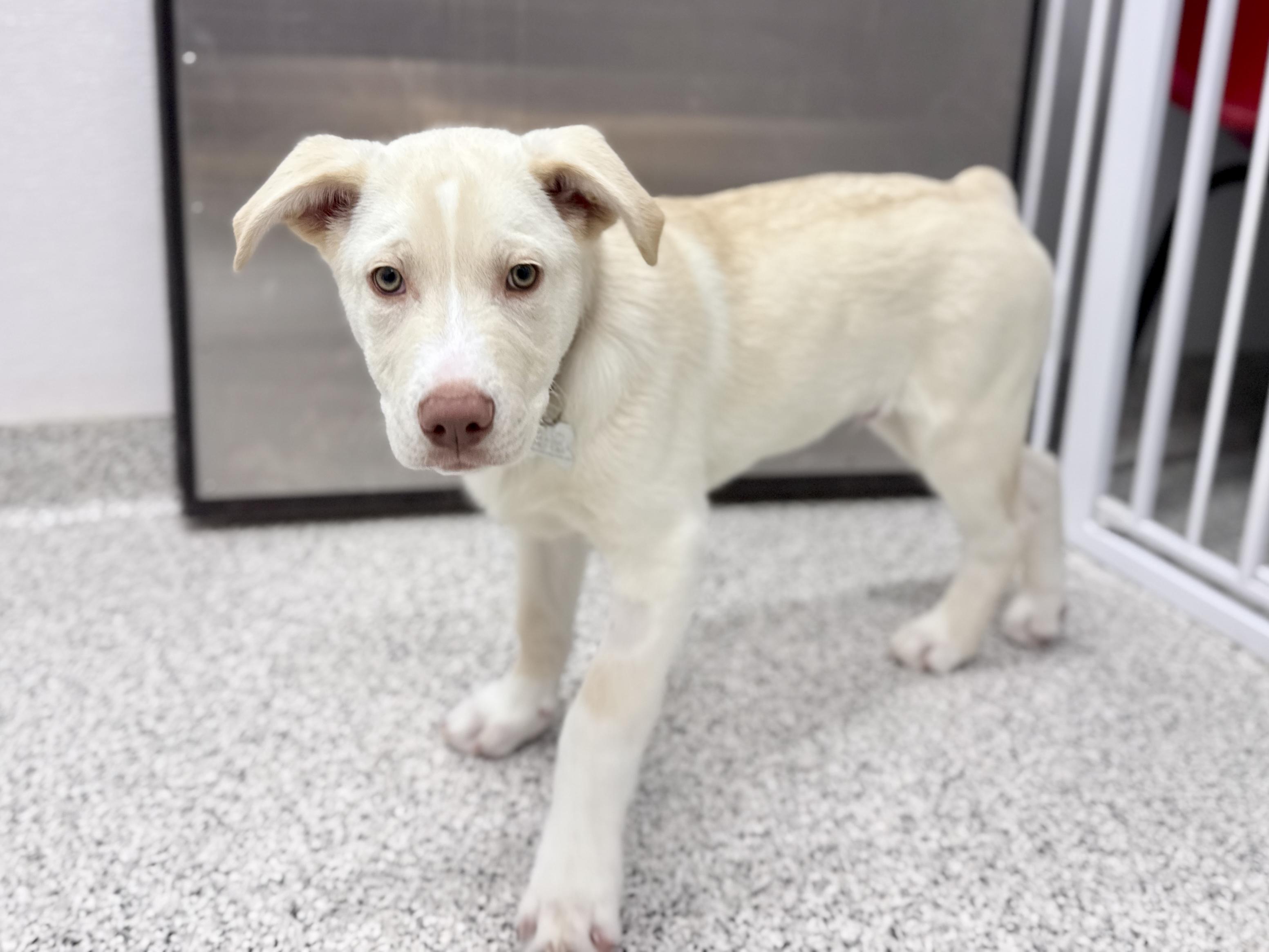 Enlarge Jigsy, an adoptable mixed breed in Palatine, IL image 5/6