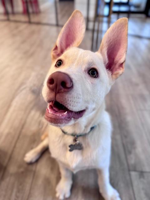 Jigsy, an adopted mixed breed in Palatine, IL image 2/6