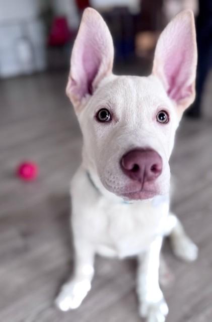 Jigsy, an adopted mixed breed in Palatine, IL image 3/6