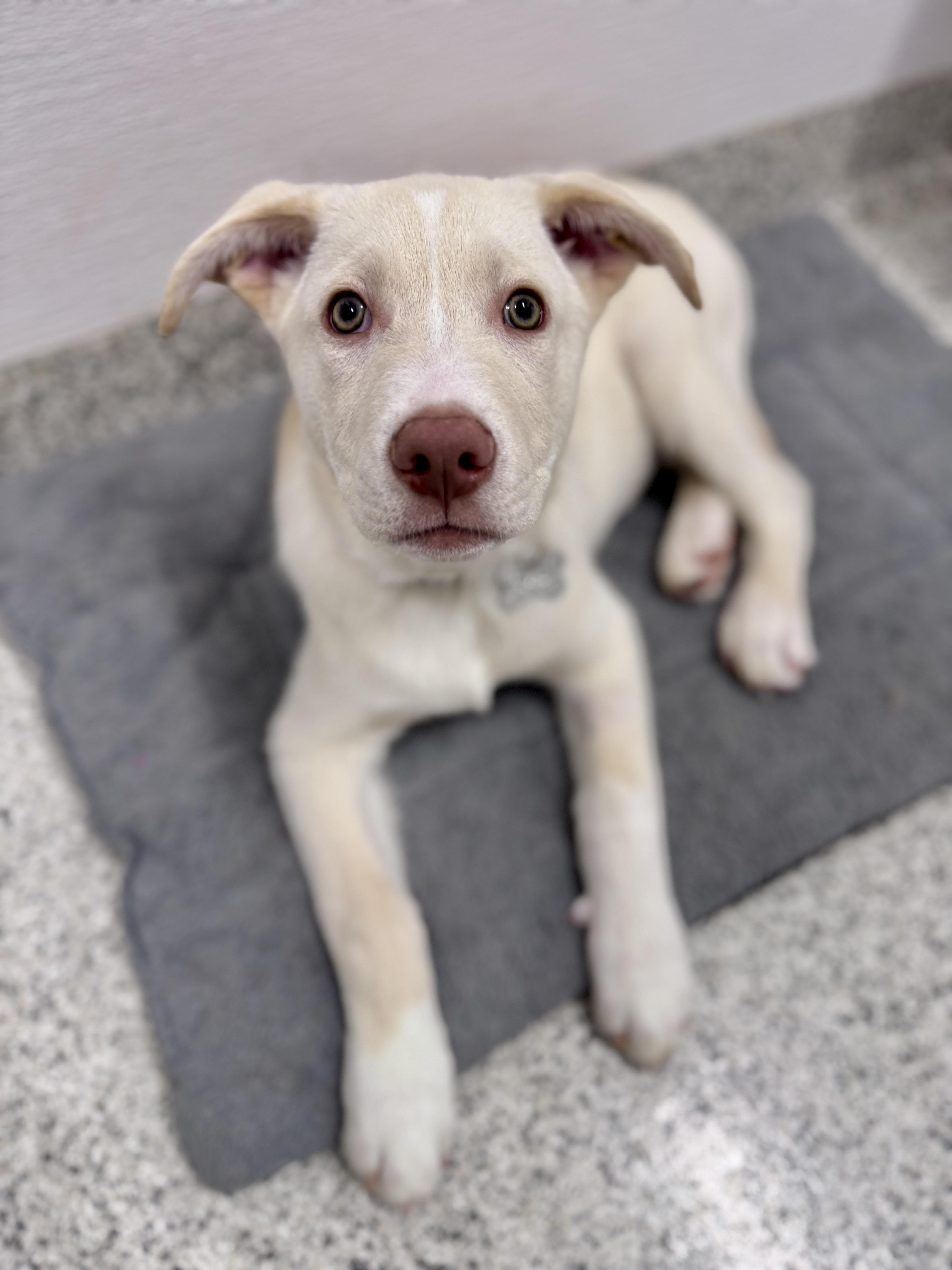 Enlarge Jigsy, an adoptable mixed breed in Palatine, IL image 6/6