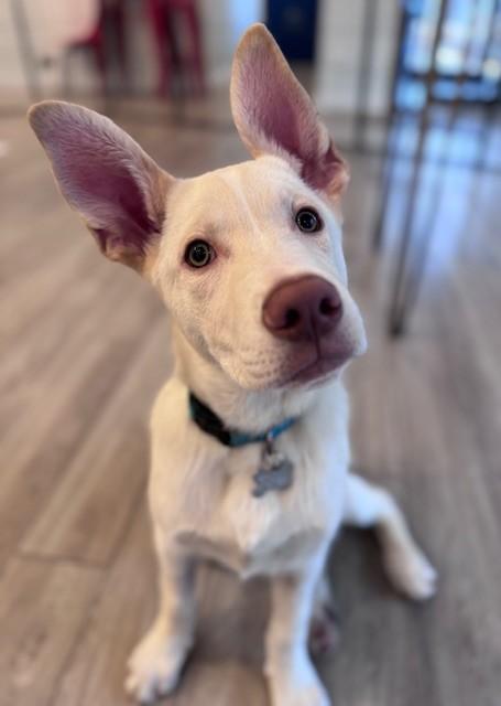 Jigsy, an adopted mixed breed in Palatine, IL image 4/6