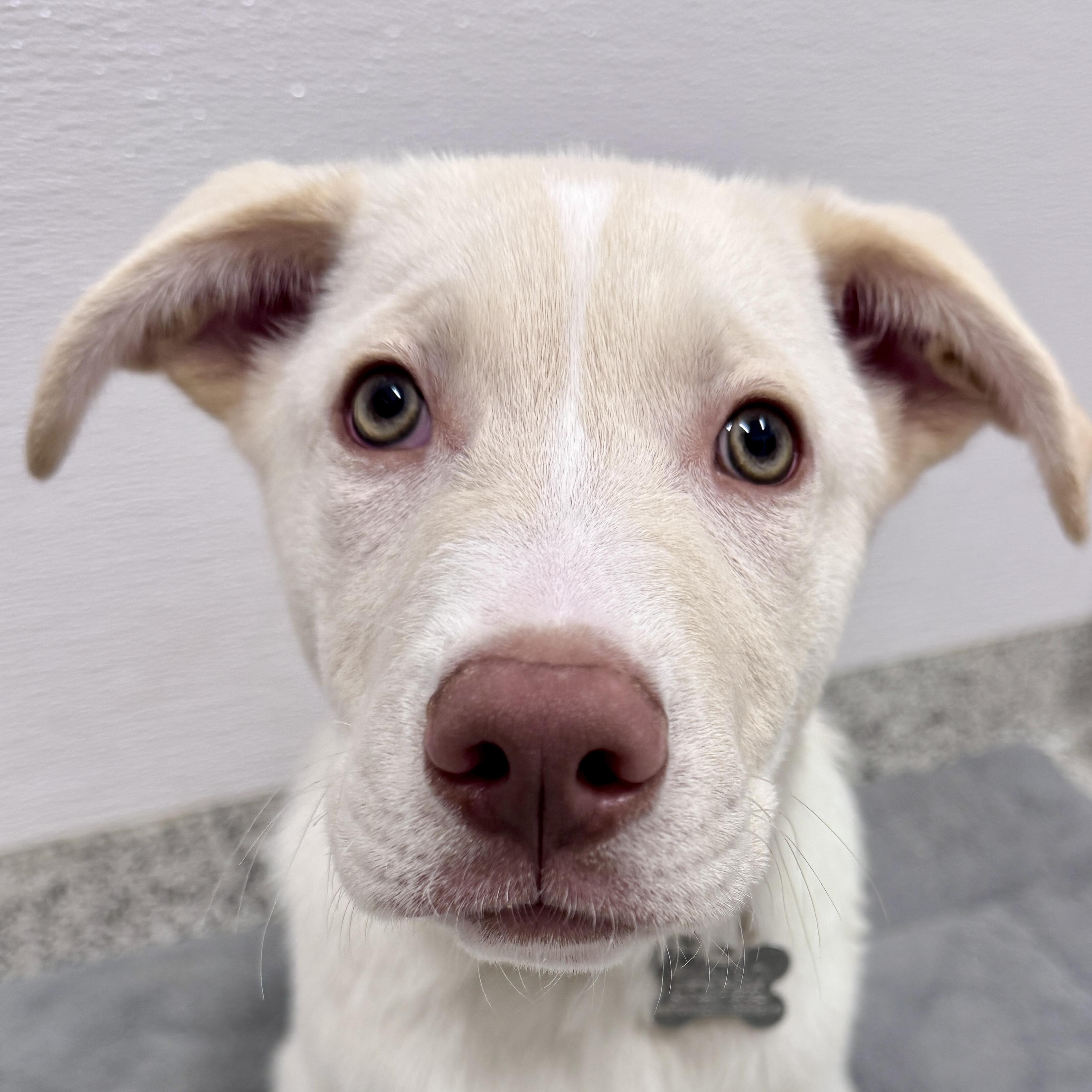 Enlarge Jigsy, an adoptable mixed breed in Palatine, IL image 3/6