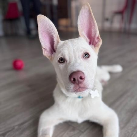 Jigsy, adoptable, Puppy Male Husky & Mixed Breed.